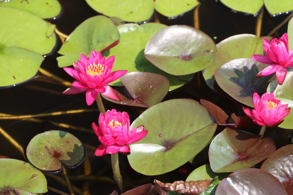 2024 Hardy waterlily 05 - July 26 2024