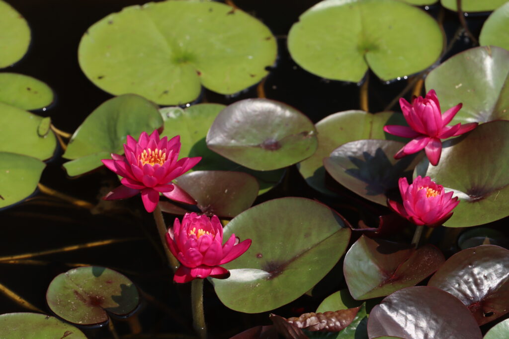 2024 Hardy waterlily 05 - July 26 2024