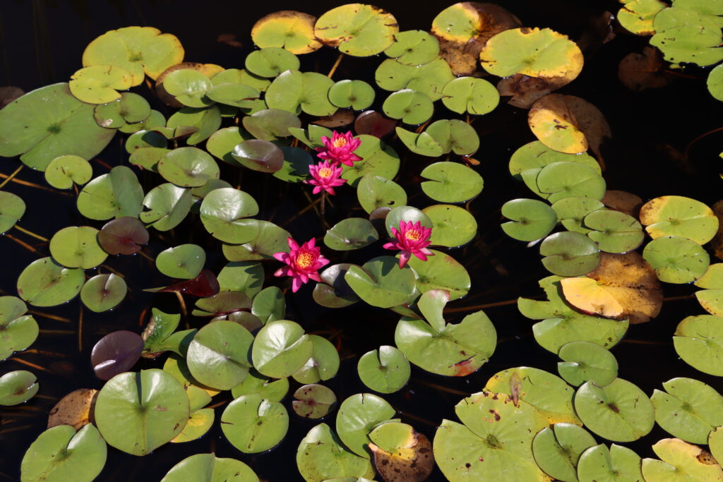 2024 Hardy waterlily 05 - August 13 2024