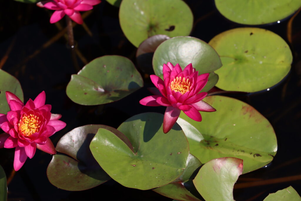 2024 Hardy waterlily 05 - August 13 2024