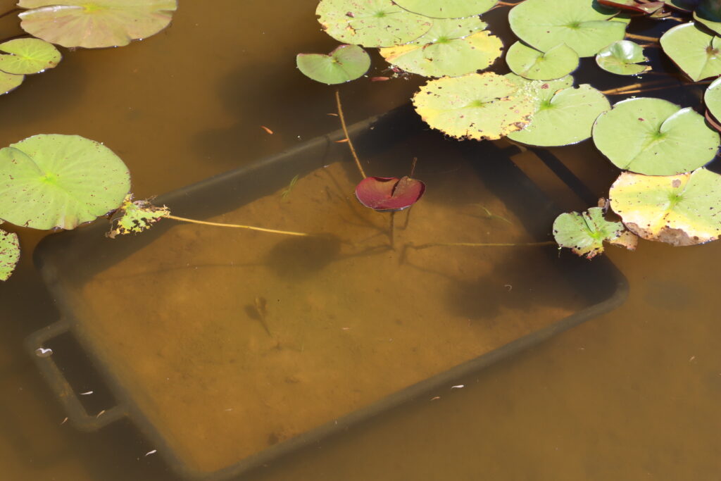 2024 Hardy waterlily 06 - July 14 2024