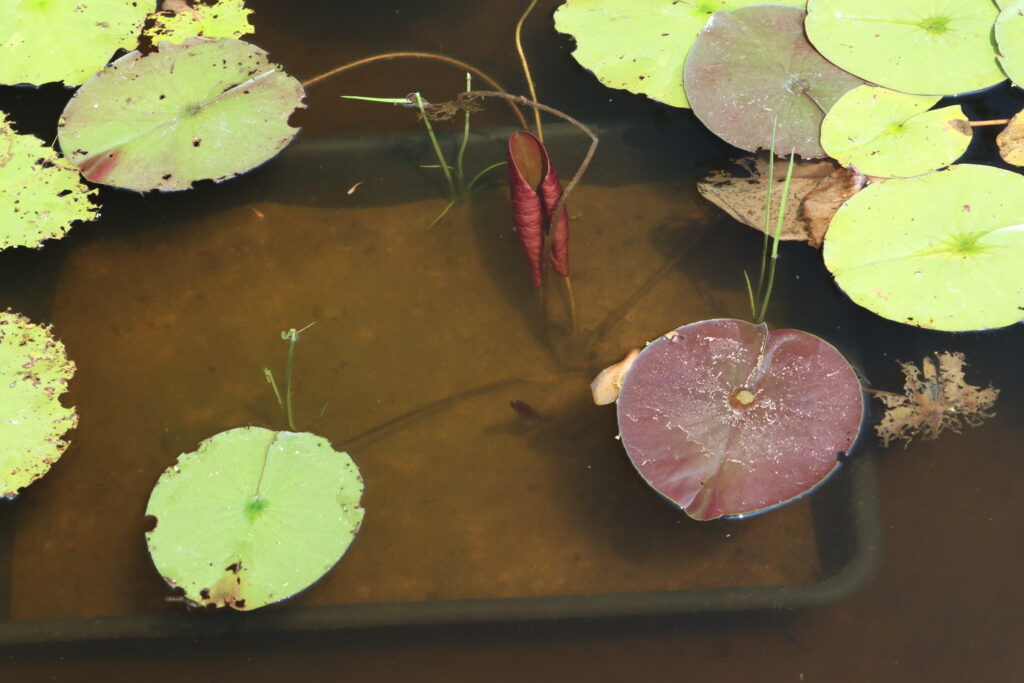 2024 Hardy waterlily 06 - July 26 2024