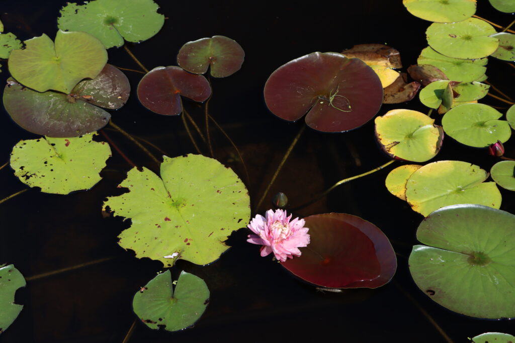 2024 Hardy waterlily 06 - August 13 2024