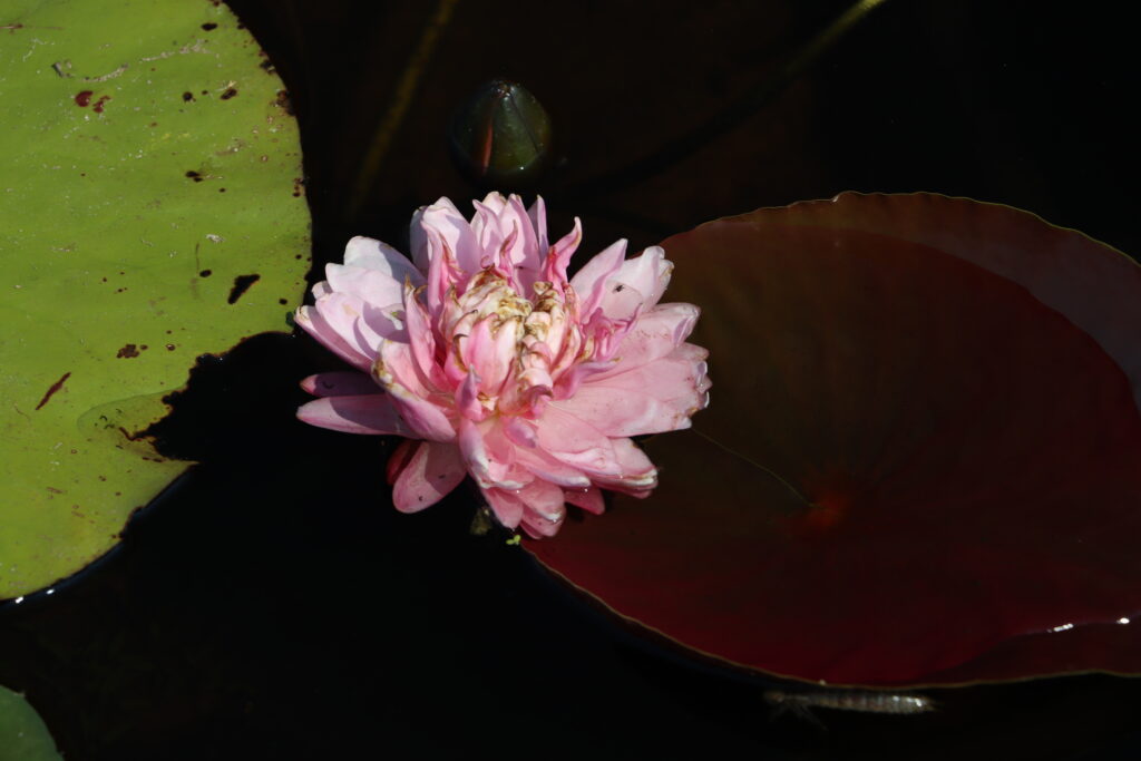 2024 Hardy waterlily 06 - August 13 2024
