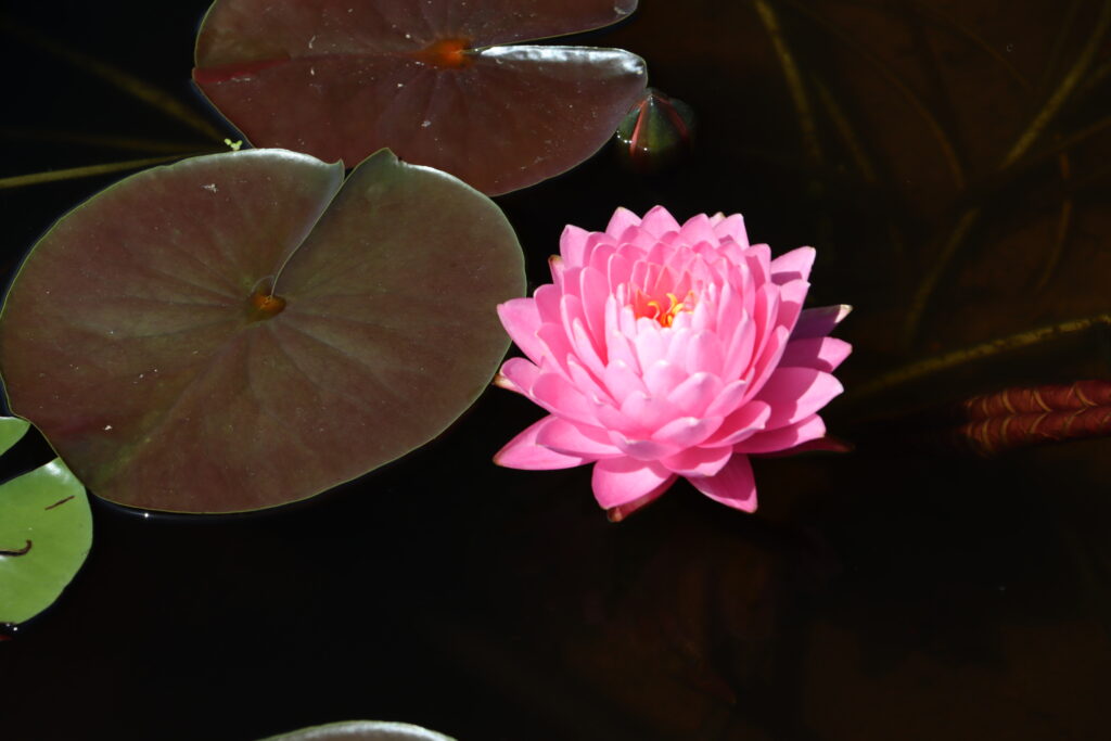 2024 Hardy waterlily 06 - August 17 2024
