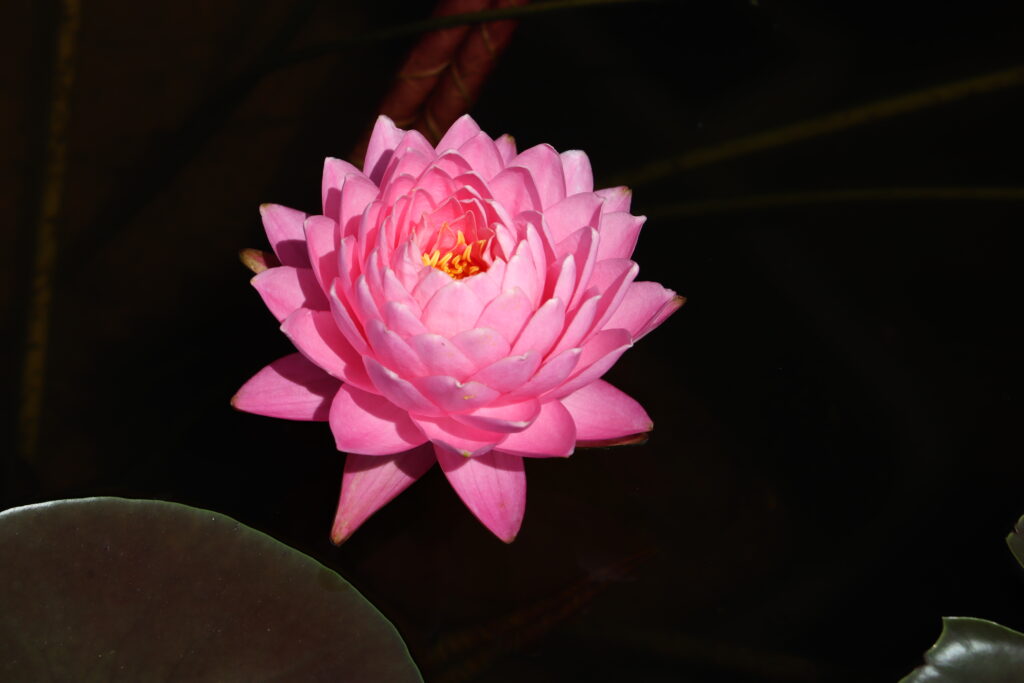 2024 Hardy waterlily 06 - August 17 2024