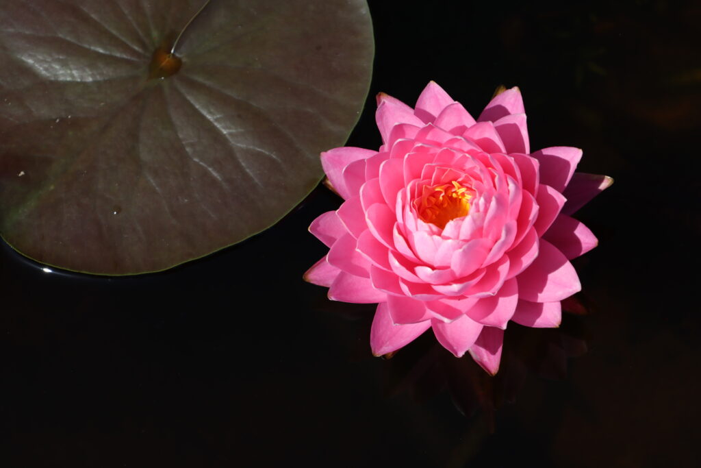 2024 Hardy waterlily 06 - August 17 2024