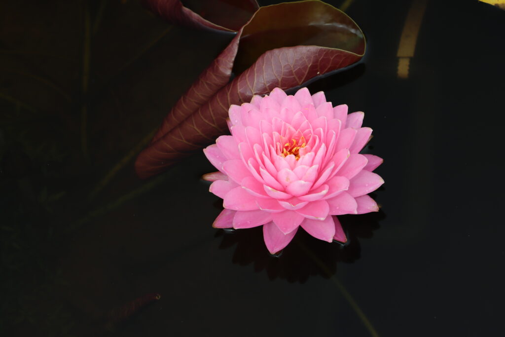 2024 Hardy waterlily 06 - August 18 2024