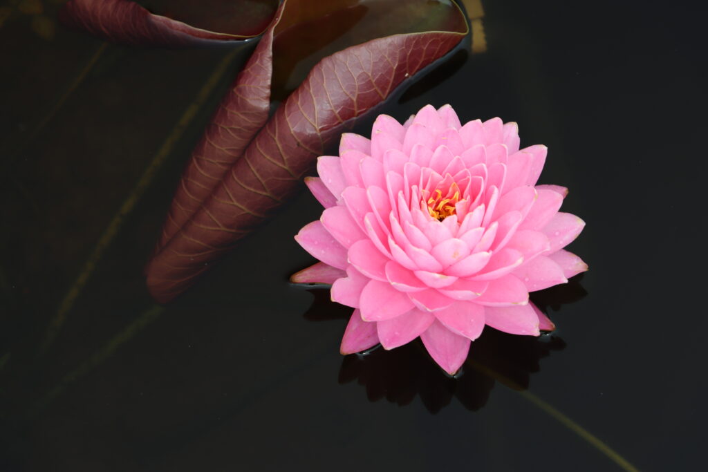 2024 Hardy waterlily 06 - August 18 2024