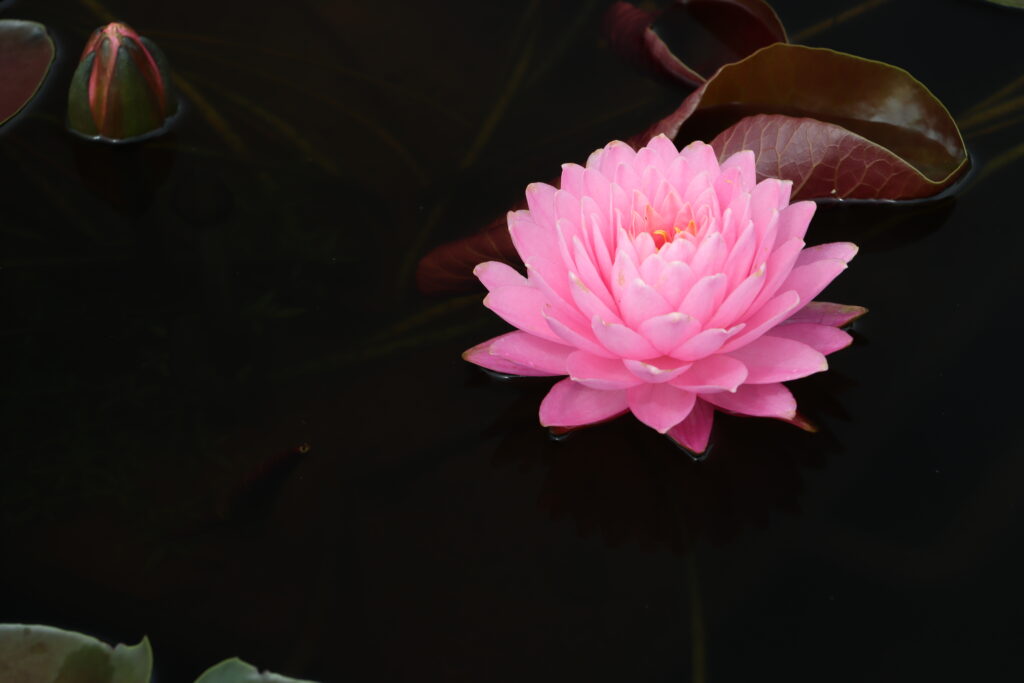 2024 Hardy waterlily 06 - August 18 2024