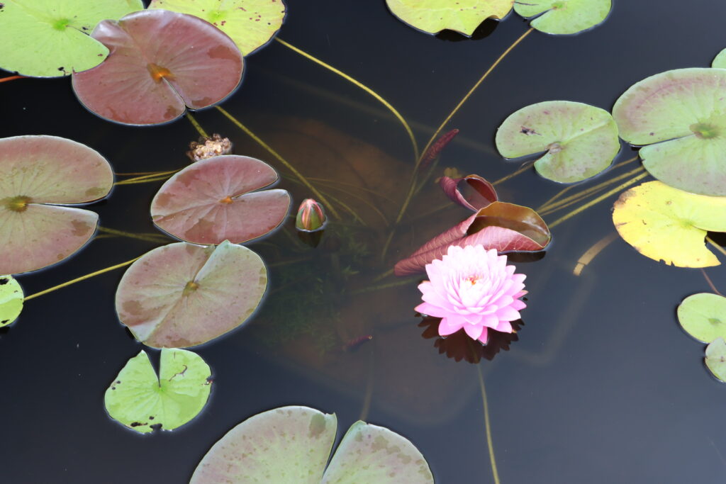 2024 Hardy waterlily 06 - August 18 2024