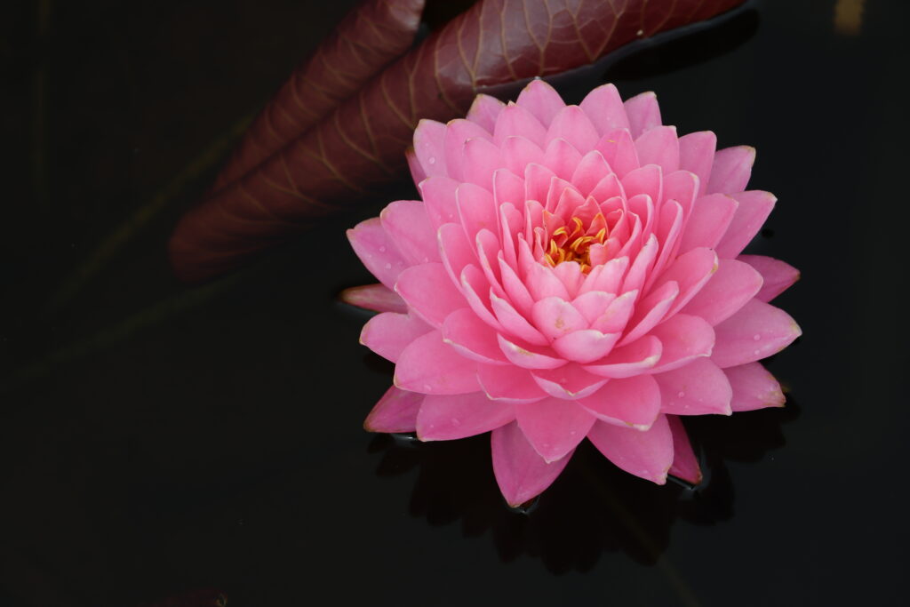 2024 Hardy waterlily 06 - August 18 2024