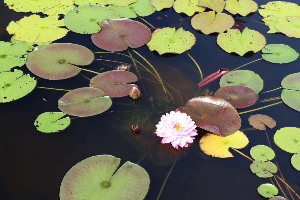 2024 Hardy waterlily 06 - August 19 2024