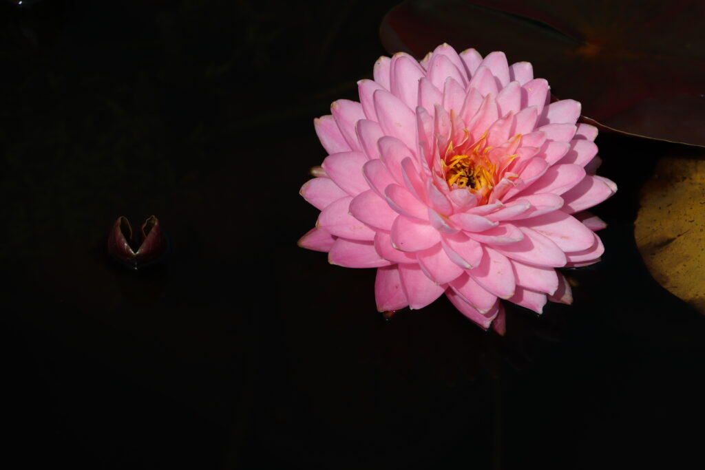 2024 Hardy waterlily 06 - August 19 2024