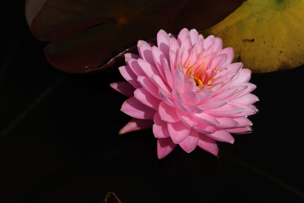 2024 Hardy waterlily 06 - August 19 2024