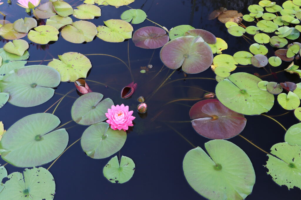 2024 Hardy waterlily 06 - August 22 2024