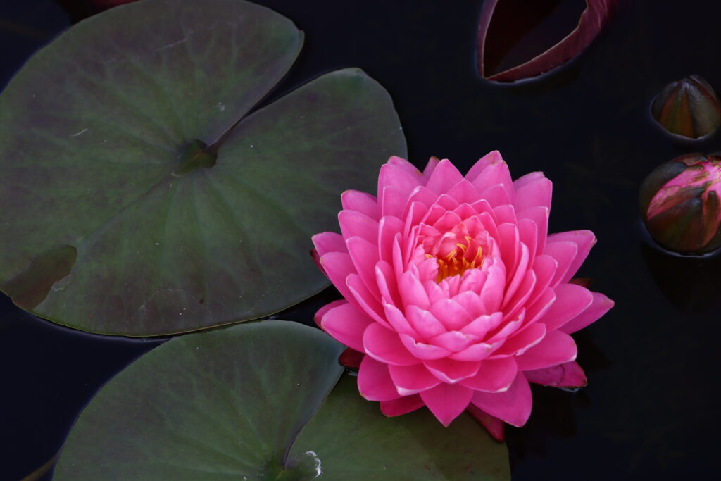 2024 Hardy waterlily 06 - August 22 2024