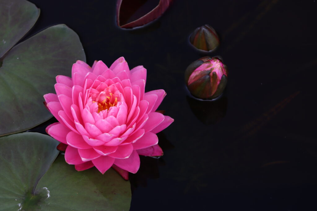 2024 Hardy waterlily 06 - August 22 2024