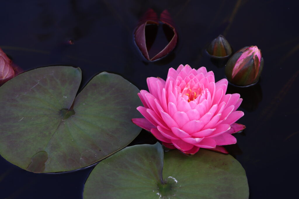 2024 Hardy waterlily 06 - August 22 2024