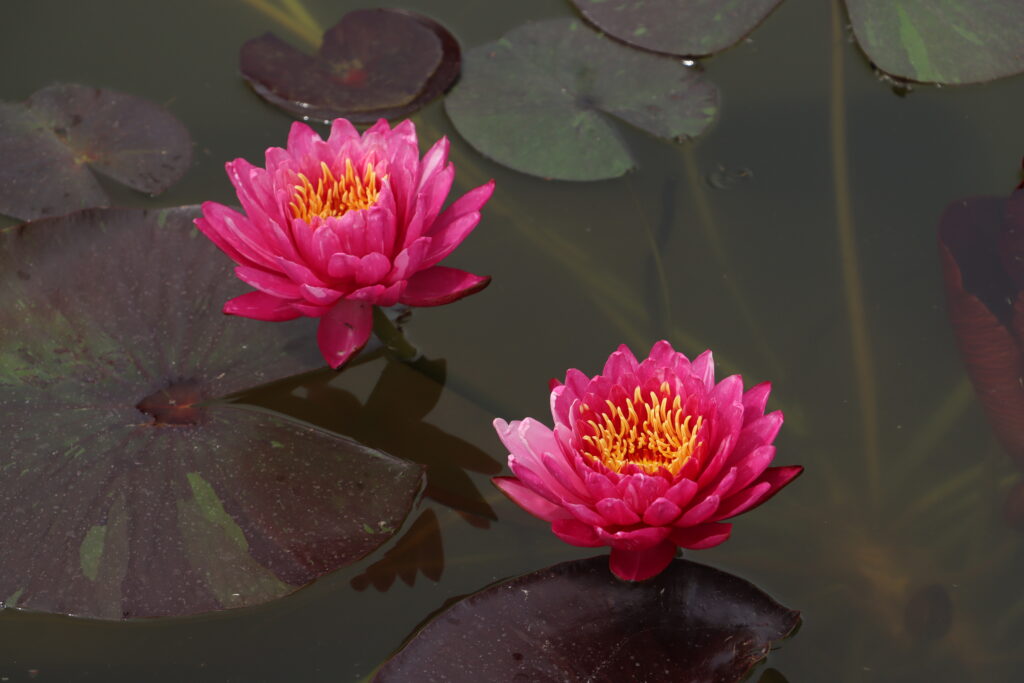 2024 Hardy waterlily 10 - June 08 2024
