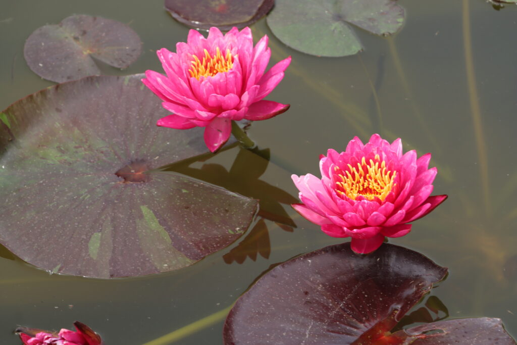 2024 Hardy waterlily 10 - June 08 2024