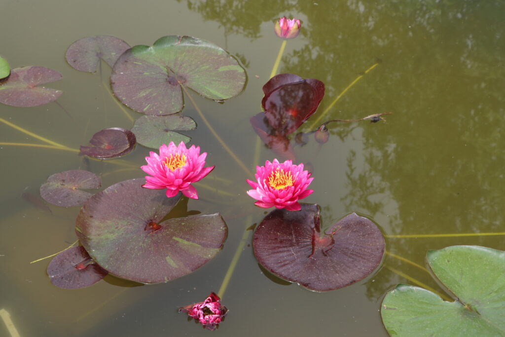 2024 Hardy waterlily 10 - June 08 2024