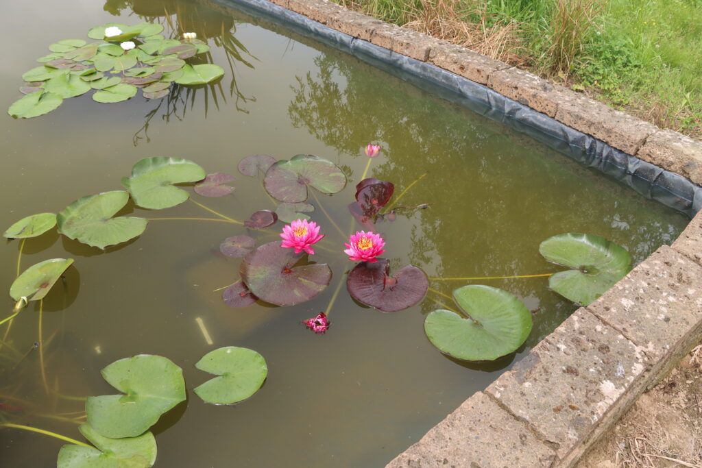 2024 Hardy waterlily 10 - June 08 2024