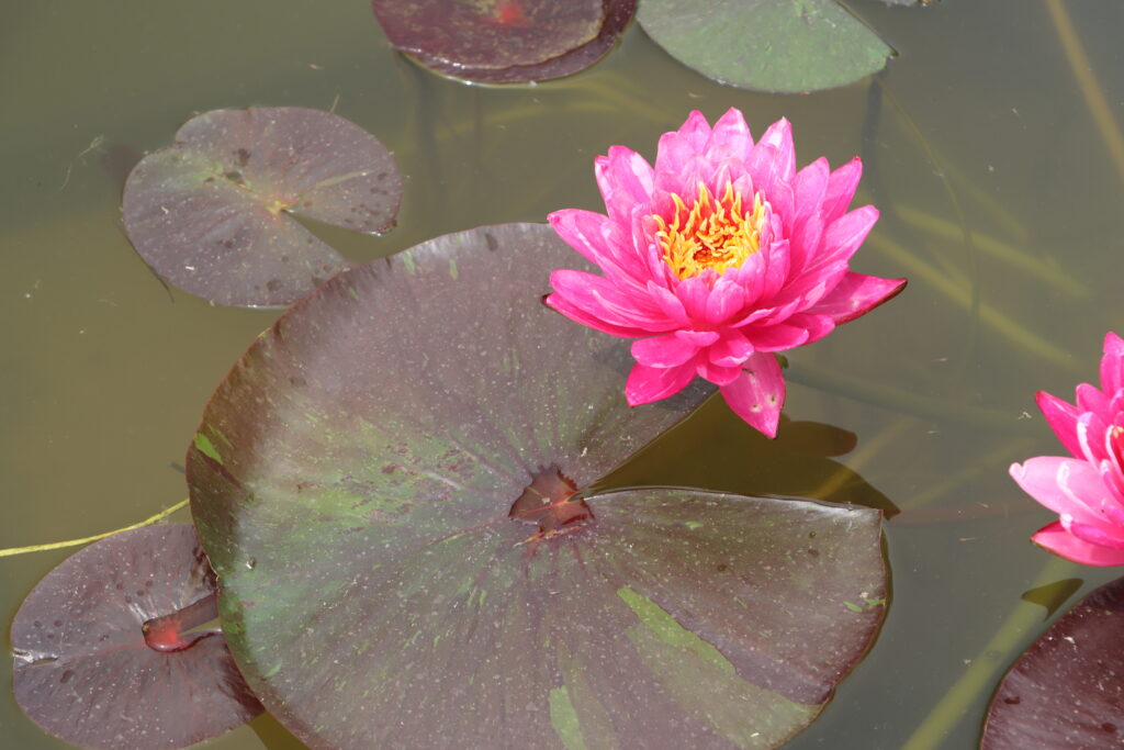 2024 Hardy waterlily 10 - June 08 2024