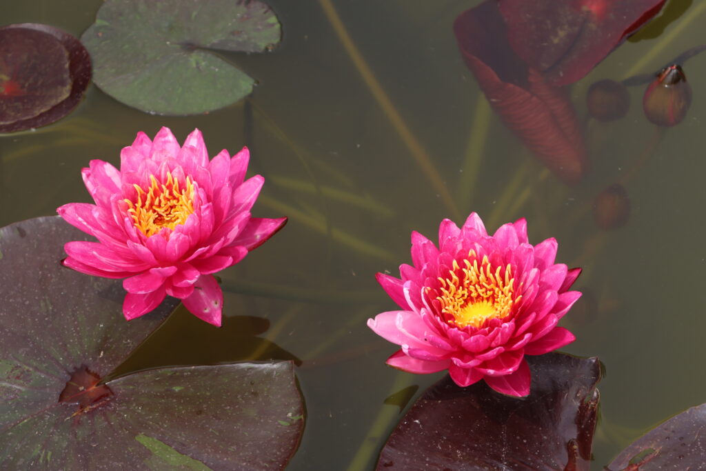 2024 Hardy waterlily 10 - June 08 2024