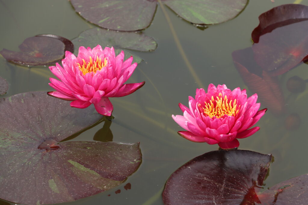 2024 Hardy waterlily 10 - June 08 2024