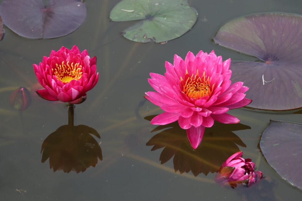 2024 Hardy waterlily 10 - June 14 2024
