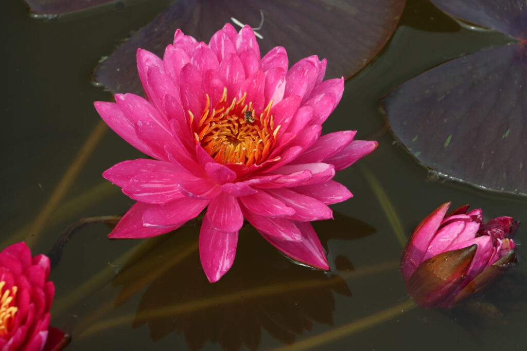 2024 Hardy waterlily 10 - June 14 2024