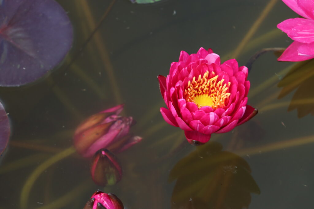 2024 Hardy waterlily 10 - June 14 2024
