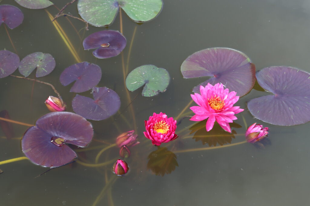 2024 Hardy waterlily 10 - June 14 2024