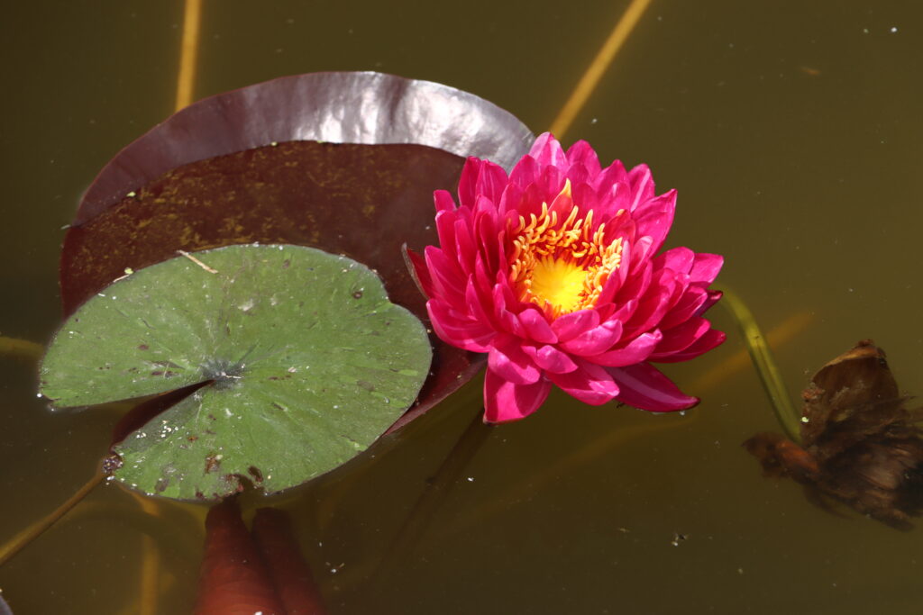 2024 Hardy waterlily 10 - June 18 2024