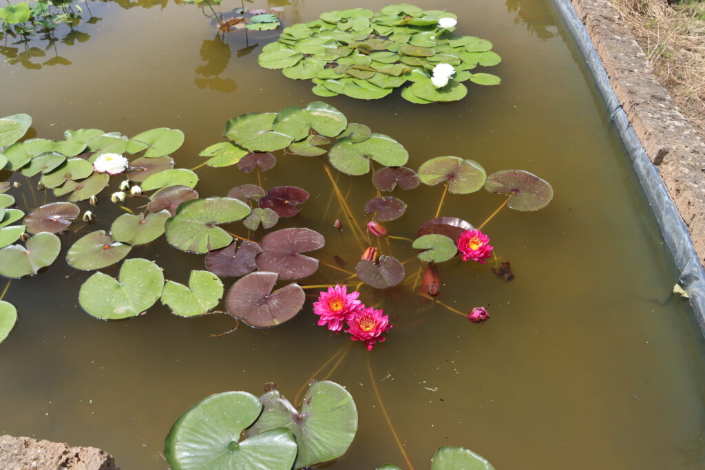2024 Hardy waterlily 10 - June 18 2024