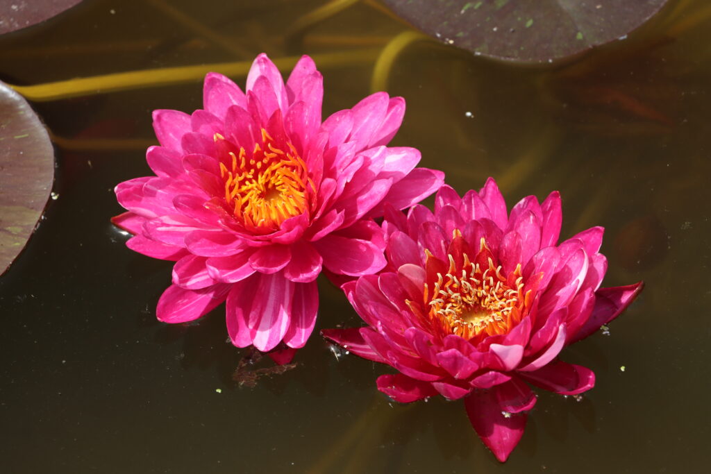 2024 Hardy waterlily 10 - June 18 2024
