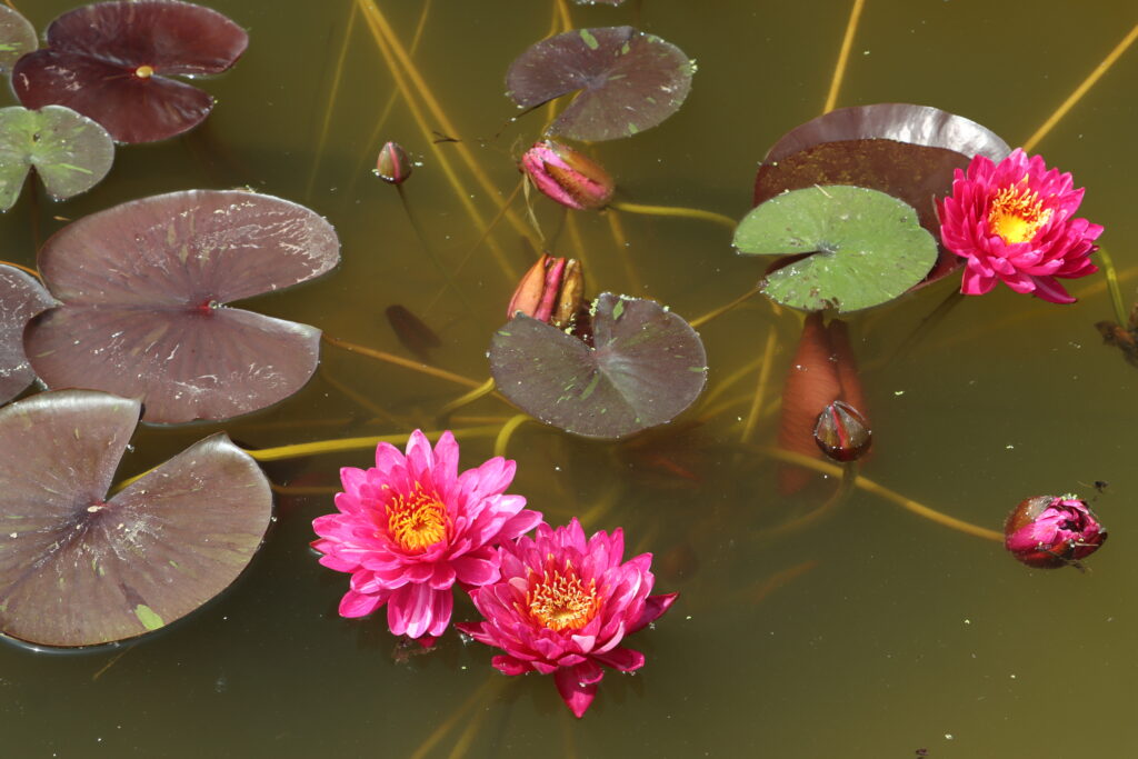 2024 Hardy waterlily 10 - June 18 2024
