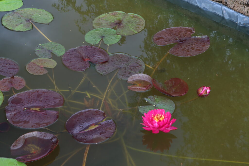 2024 Hardy waterlily 10 - June 25 2024