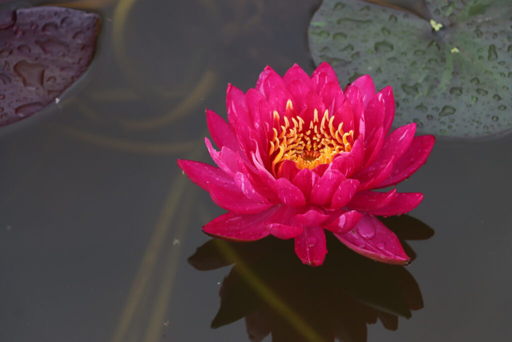 2024 Hardy waterlily 10 - June 25 2024