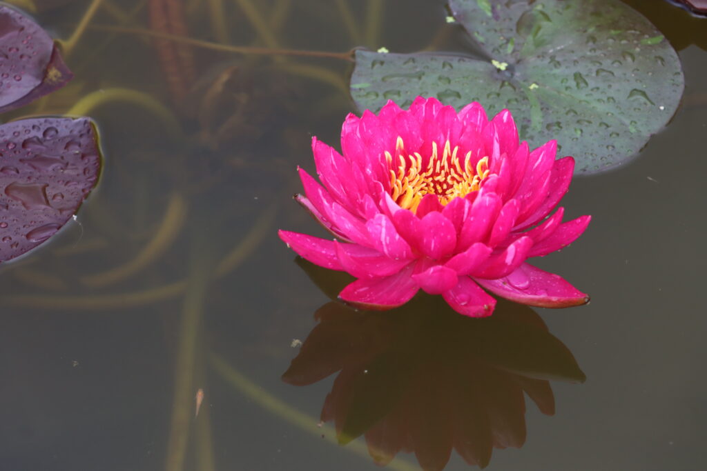 2024 Hardy waterlily 10 - June 25 2024