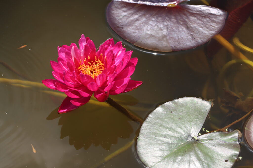2024 Hardy waterlily 10 - June 26 2024