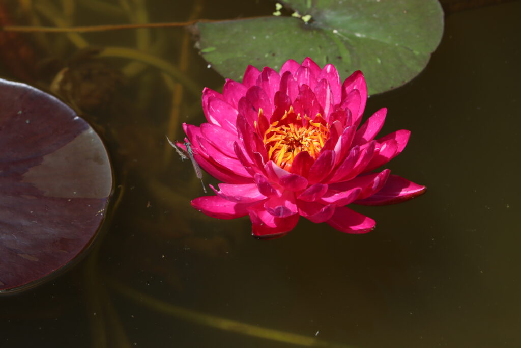 2024 Hardy waterlily 10 - June 26 2024