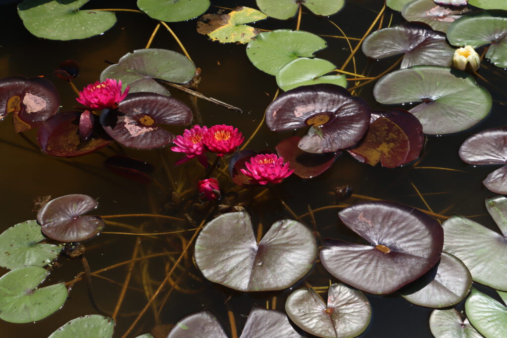 2024 Hardy waterlily 10 - July 05 2024