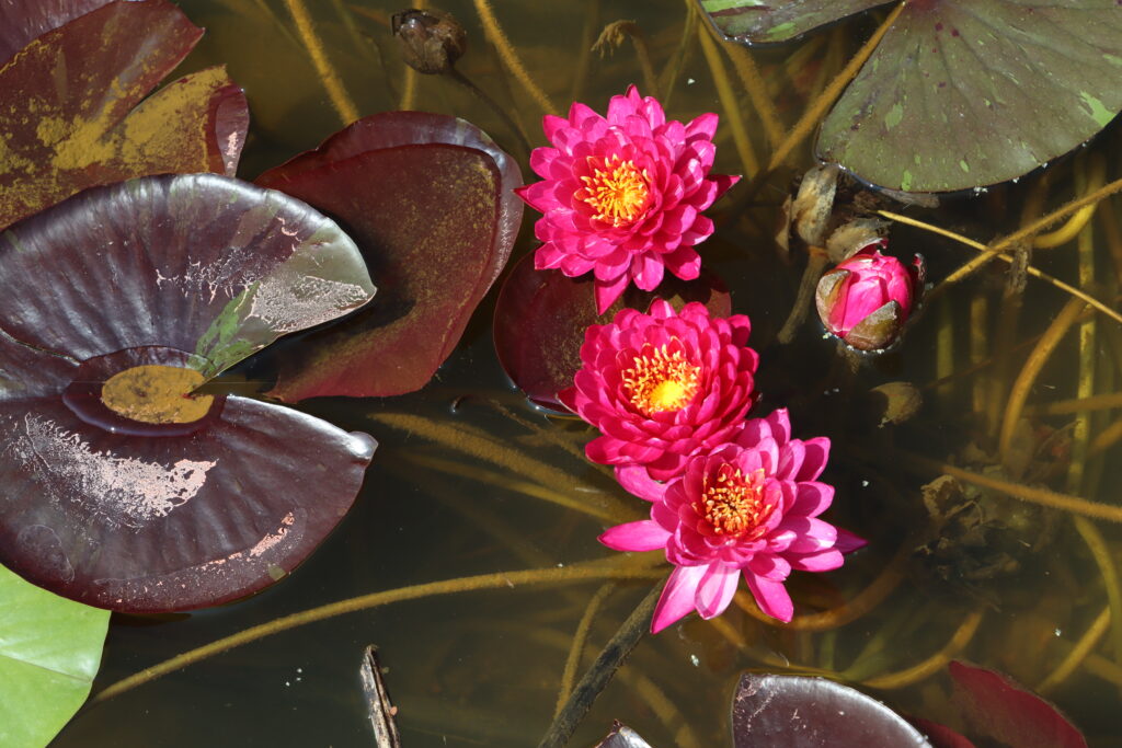 2024 Hardy waterlily 10 - July 05 2024