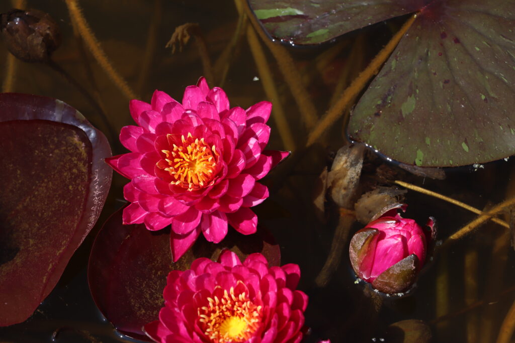 2024 Hardy waterlily 10 - July 05 2024