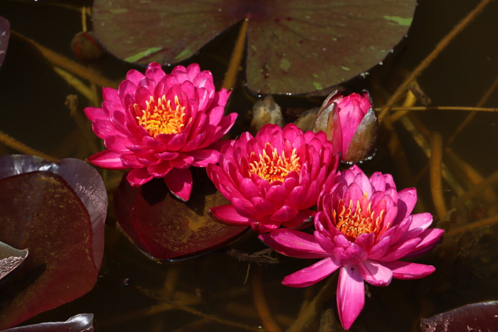 2024 Hardy waterlily 10 - July 05 2024