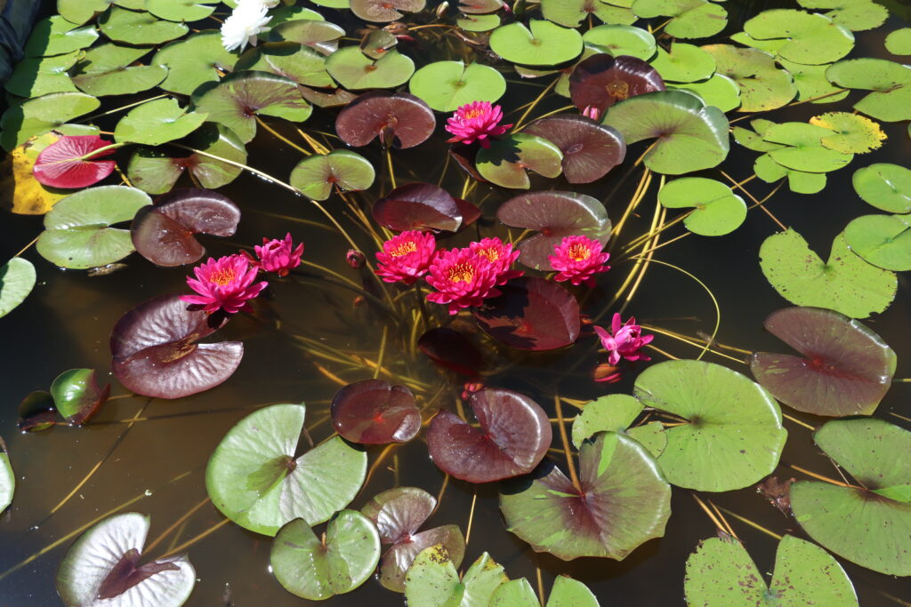 2024 Hardy waterlily 10 - July 14 2024