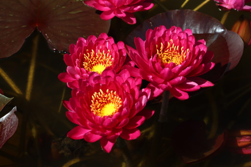 2024 Hardy waterlily 10 - July 14 2024