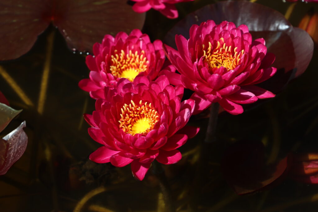 2024 Hardy waterlily 10 - July 14 2024